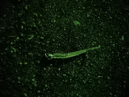 タケノコメバル狙い